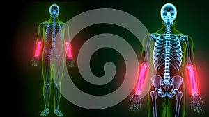 3d illustration of human skeleton ulna and radius bone