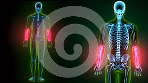 3d illustration of human skeleton ulna and radius bone