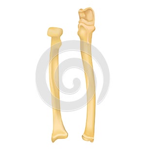 Radius and ulna bone