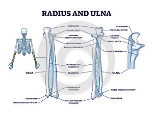 Radius and ulna bone anatomy with arm skeletal structure outline diagram