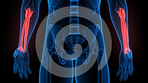 Radius and Ulna Bone Joints of Human Skeleton System Anatomy X-ray 3D rendering