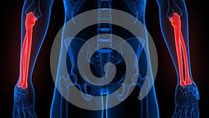 Radius and Ulna Bone Joints of Human Skeleton System Anatomy X-ray 3D rendering