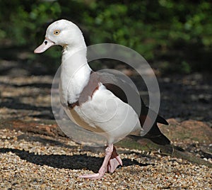 Radjah Shelduck