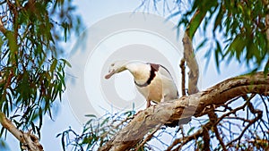 Radjah Shelduck Commonly Known As Burdekin Duck