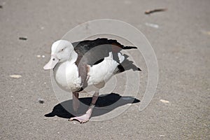 The radjah shelduck is walking on a pier