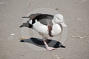 The radjah shelduck is walking on a pier