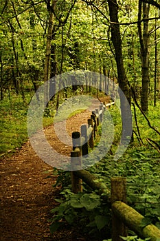 Radnor Lake in nashville Tennessee,Wooded fenced path in the forest photo