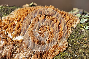 Radulomyces molaris is a species of Fungi photo