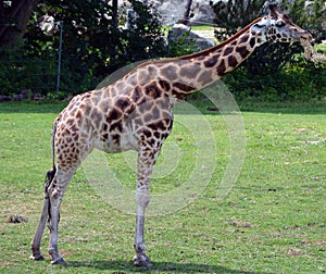 Raffe Giraffa camelopardalis is an African even-toed ungulate mammal,