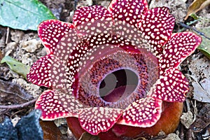 Rafflesia photo