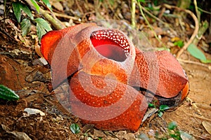 Rafflesia