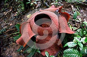 Rafflesia