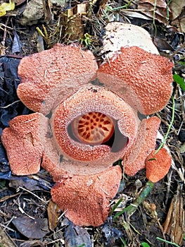 Rafflesia arnoldi Bloem