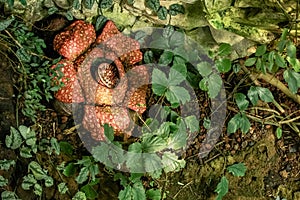 Rafflesia arnoldii