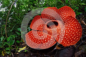 The Biggest Flower in the world Rafflesia Arnoldii photo