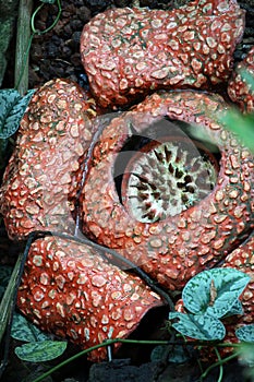 Rafflesia arnoldii Carnivorous plant