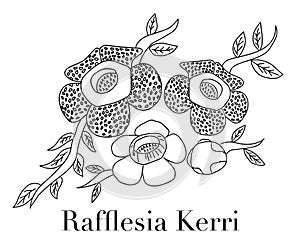 Rafflesia arnoldii or corpse flower,the biggest flower,vector illustration.