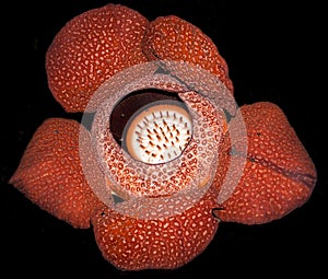 Rafflesia arnoldii - the largest flower on Earth