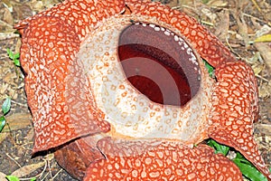 Rafflesia arnoldii one of the largest flower in the world Borneo
