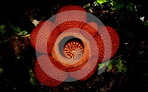 Rafflesia Bengkulu redflowers bigflower tourism