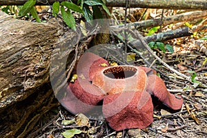 The Rafflesia, biggest flower