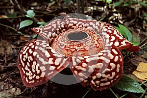 Rafflesia is the biggest flower in the world photo