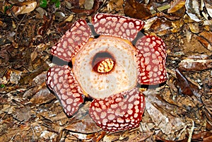 Rafflesia photo