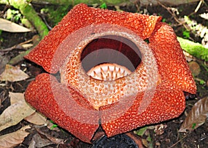 Rafflesia, the biggest flower in the world