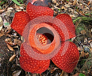 Rafflesia, the biggest flower in the world