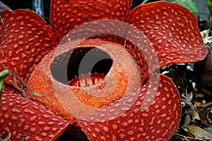 Rafflesia, the biggest flower in the world