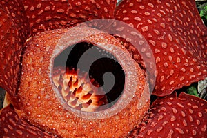 Rafflesia, the biggest flower in the world photo