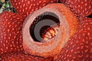 Rafflesia, the biggest flower in the world photo