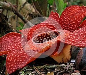 Rafflesia, the biggest flower in the world