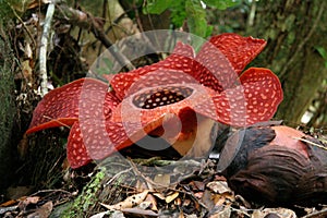 Rafflesia, the biggest flower in the world