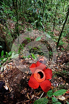 Rafflesia, the biggest flower in the world photo