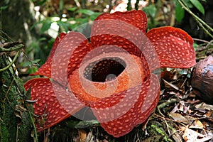 Rafflesia, the biggest flower in the world photo