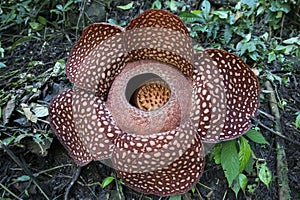 Rafflesia the biggest flower in the world.