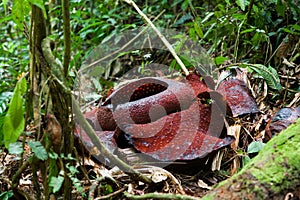 Rafflesia, the biggest flower in the world, Malaysia