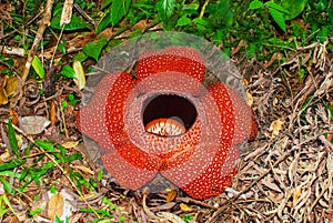 Rafflesia, the biggest flower in the world. This species located in Ranau Sabah, Borneo