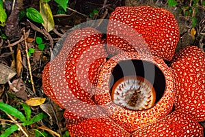 Rafflesia, the biggest flower in the world. This species located in Ranau Sabah, Borneo