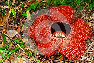 Rafflesia, the biggest flower in the world. This species located in Ranau Sabah, Borneo