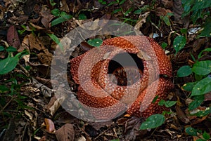 Rafflesia, the biggest flower in the world. This species located in Ranau Sabah, Borneo.