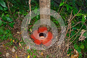 Rafflesia, the biggest flower in the world. This species located in Ranau Sabah, Borneo.