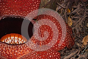 Rafflesia, the biggest flower in the world. This species located in Ranau Sabah, Borneo.