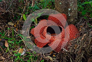 Rafflesia, the biggest flower in the world. This species located in Ranau Sabah, Borneo.