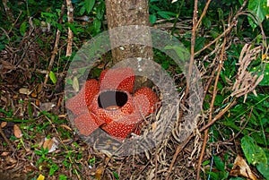 Rafflesia, the biggest flower in the world. This species located in Ranau Sabah, Borneo.