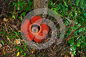 Rafflesia, the biggest flower in the world. This species located in Ranau Sabah, Borneo.