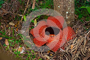 Rafflesia, the biggest flower in the world. This species located in Ranau Sabah, Borneo.