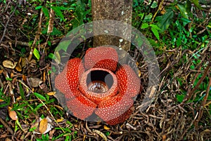 Rafflesia, the biggest flower in the world. This species located in Ranau Sabah, Borneo.