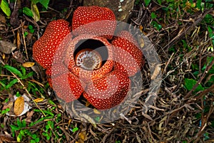 Rafflesia, the biggest flower in the world. This species located in Ranau Sabah, Borneo.